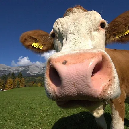 Tatil Evi Oberachen Ellmau